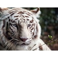 thumbnail image 2 of Highsmith, Carol 14x12 Black Ornate Wood Framed with Double Matting Museum Art Print Titled - White Bengal Tiger, 2 of 4