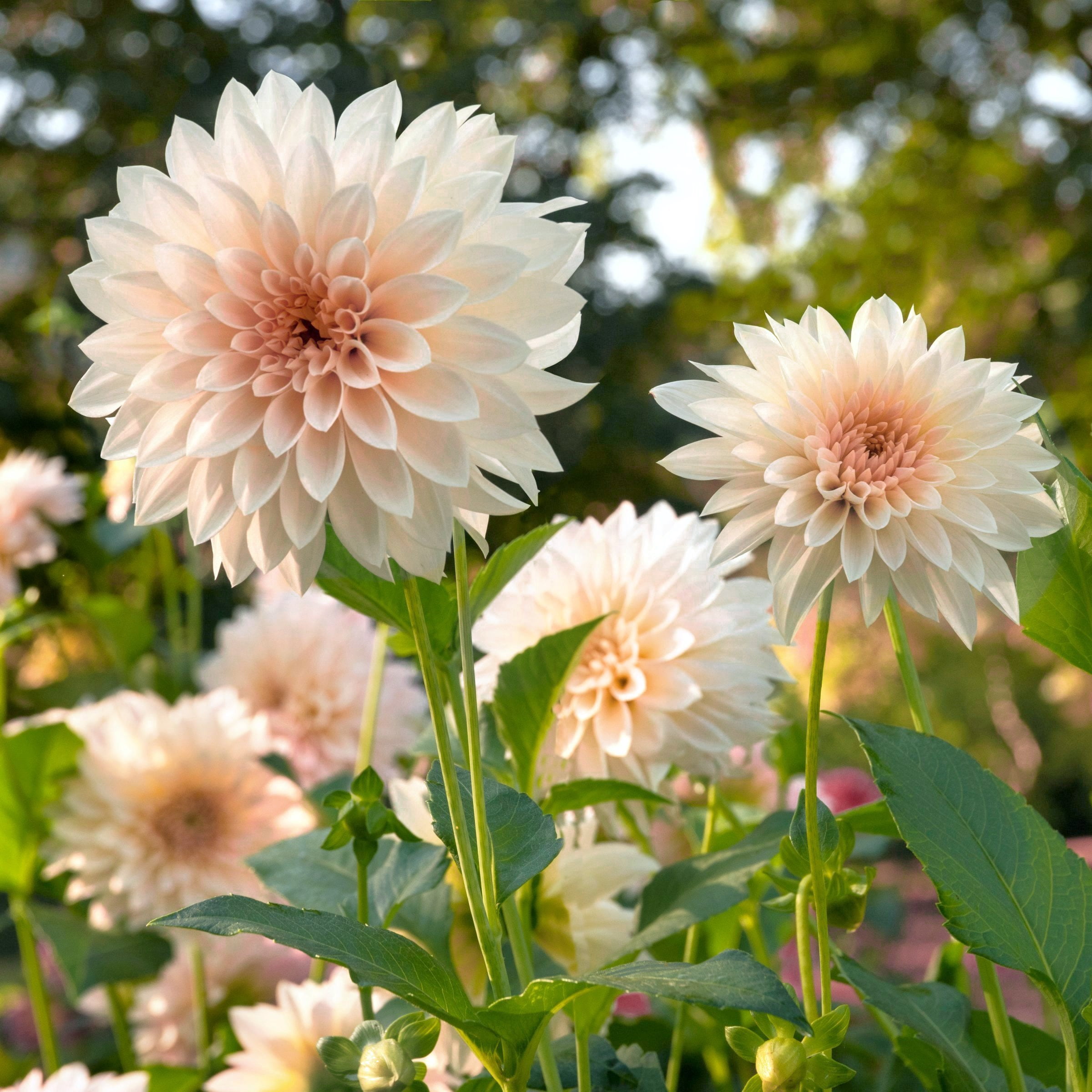 National Plant Network Dahlia Cafe Au Lait Bulbs (3-Pack)