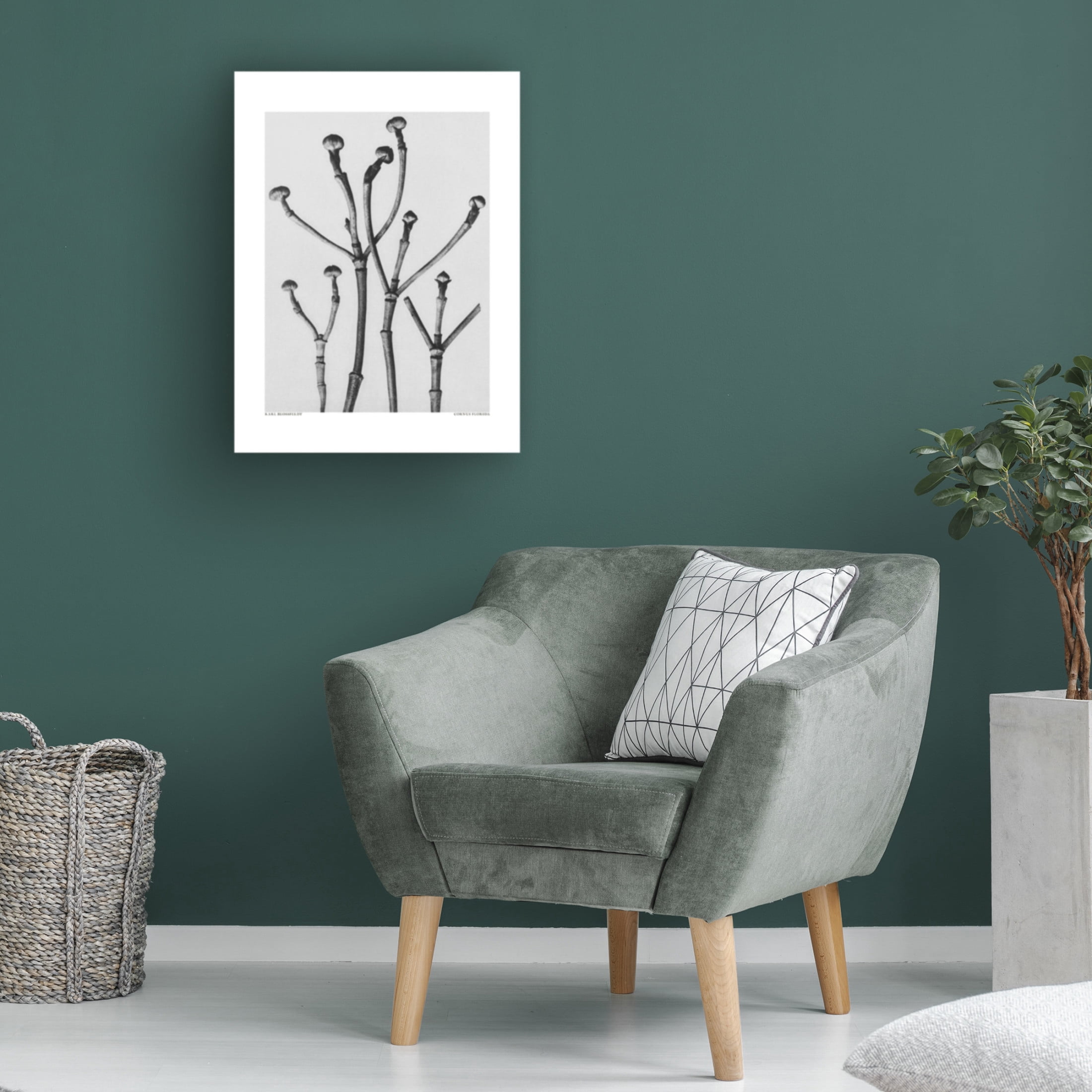 Trademark Fine Art Pictufy Cornus Florida Canvas Wall Art
