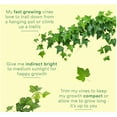 thumbnail image 3 of Live Green English Ivy Plant, Hedera Helix, Natural Air Purifier, Easy to Grow, Live Indoor Houseplant, 4" Diameter Pot (White), 3 of 6