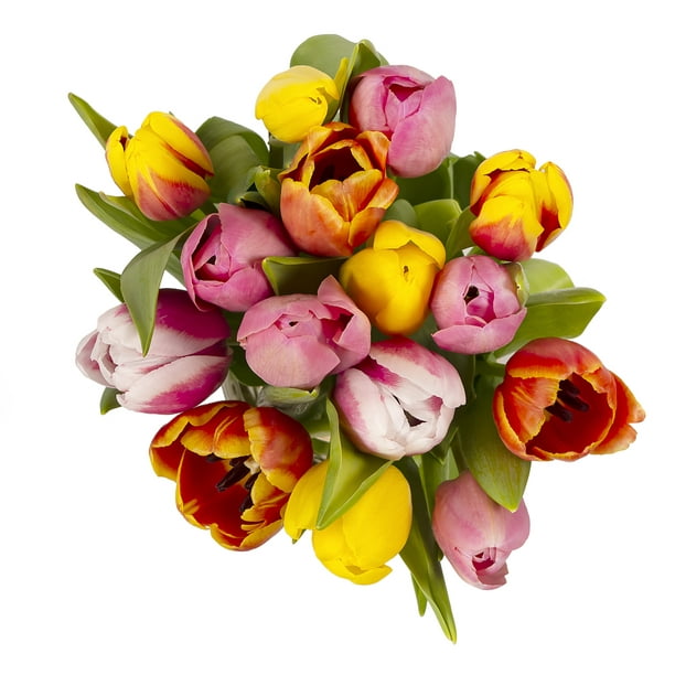 Rainbow Tulips 15 Stems No Vase Com - Tulips Color Paint Rain Or Shine