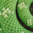 thumbnail image 4 of 180cm Realista Boa Constrictor Gigante Peluche Serpiente Marrón, 4 of 5