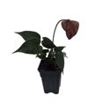 thumbnail image 2 of Black Love Anthurium - 2.5" Pot - Exotic House Plant, 2 of 2