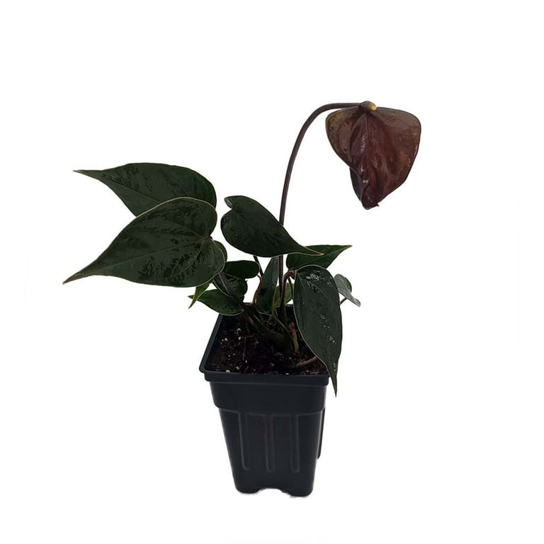Black Love Anthurium - 2.5" Pot - Exotic House Plant - Walmart.com