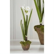 Potted Paper White Sm