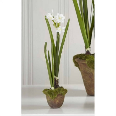 Potted Paper White Sm