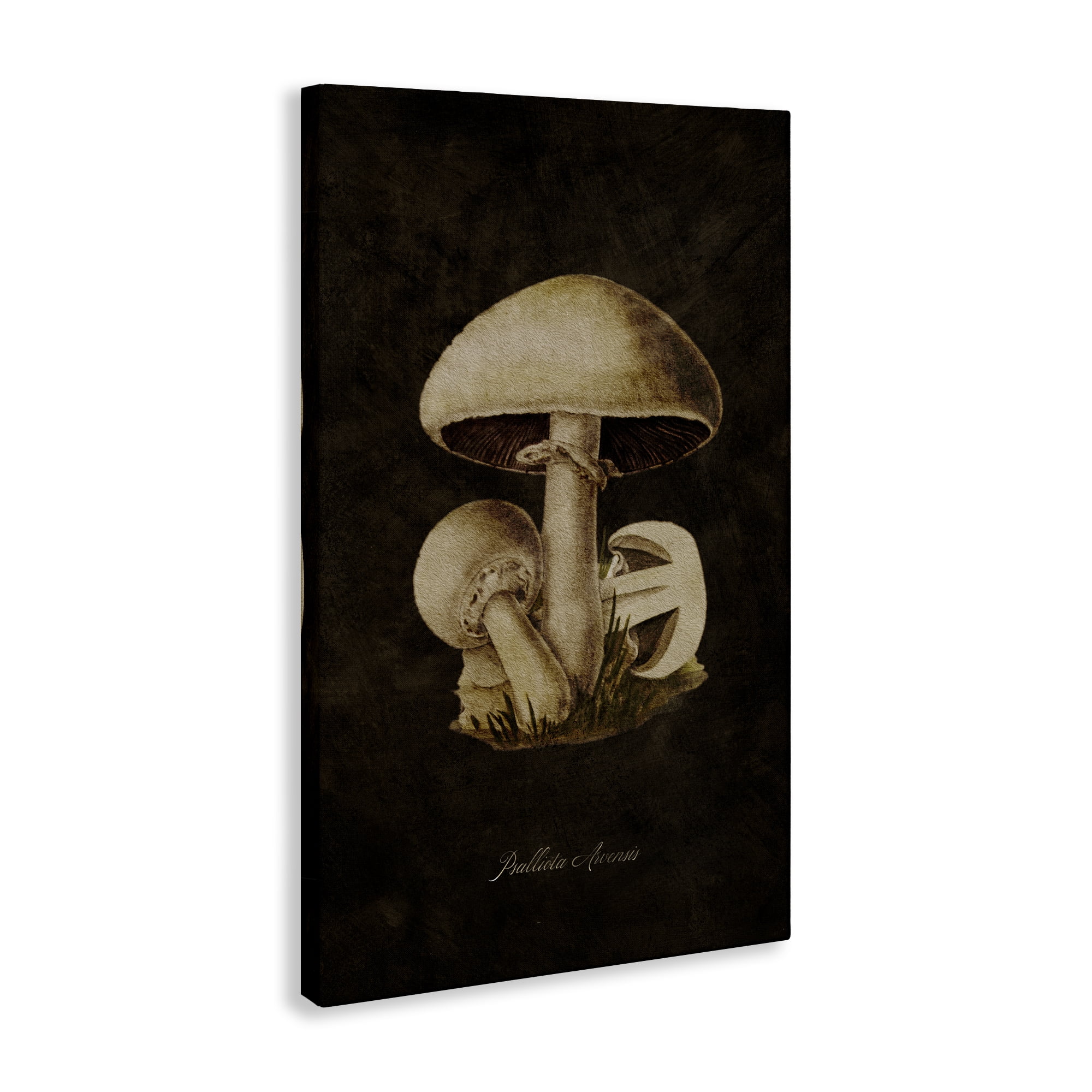 Stupell Industries Portobello Mushroom Study Plants & Flowers Painting Wrapped Canvas Art Print Wall Art, 20 x 30