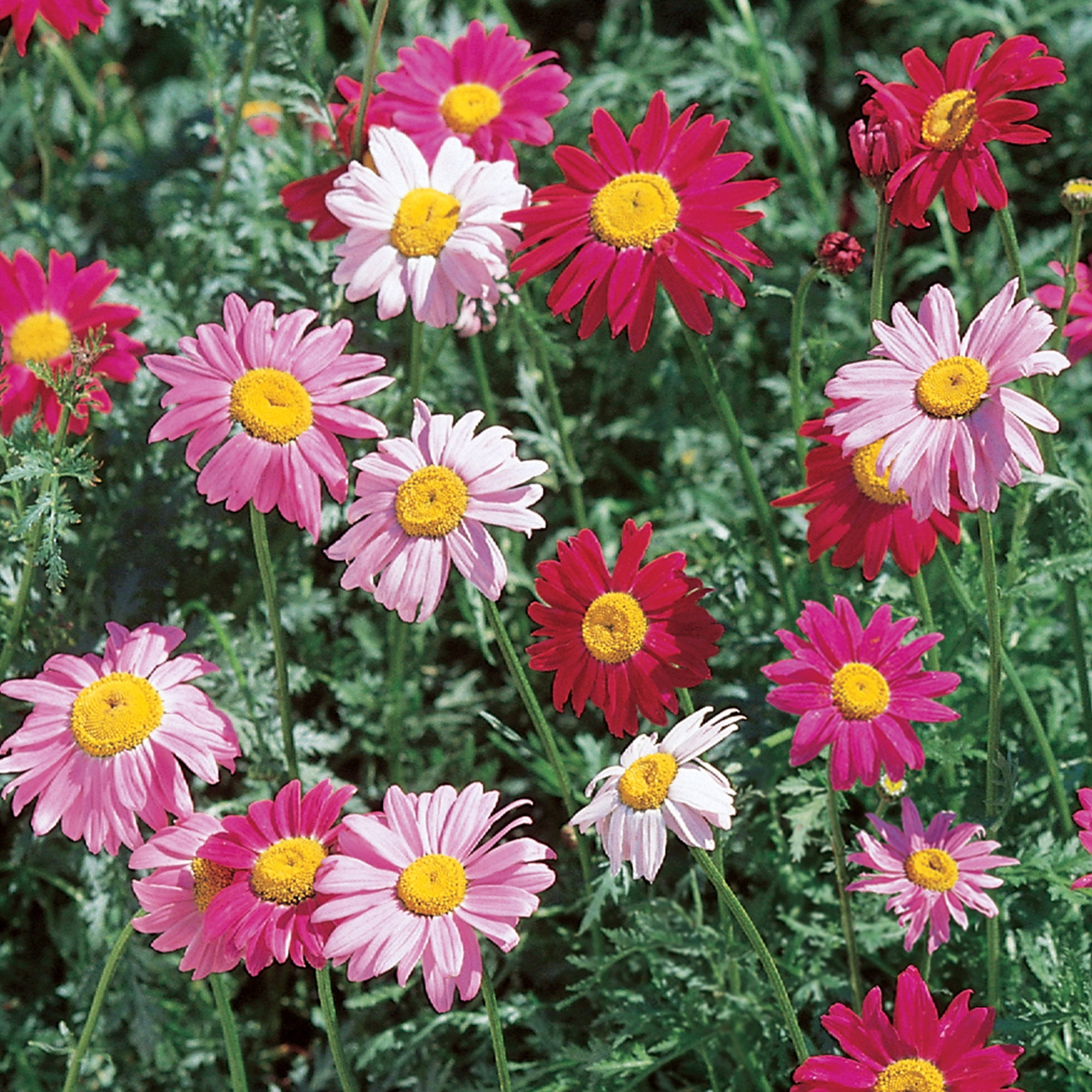 Burpee Giant Mixed Colors Painted Daisy Flower Seed, Perennial