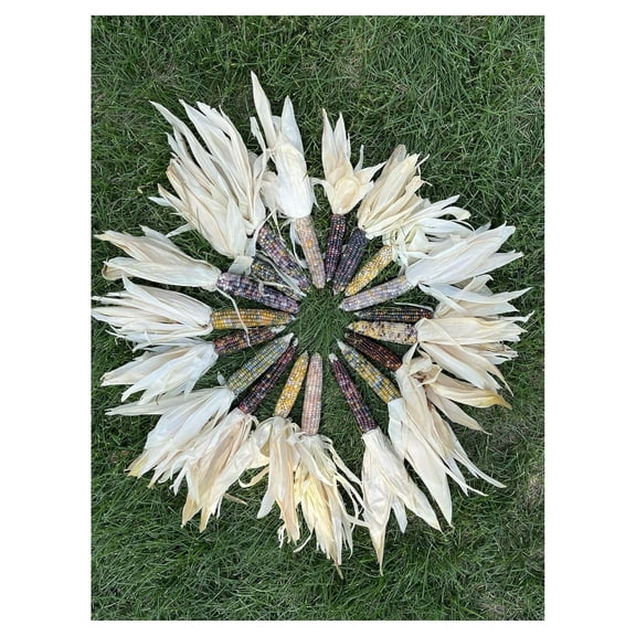 Iowa Mini Indian Corn 6 Ears w/Husk Colorful Fall Decorative Crafts Hand Picked