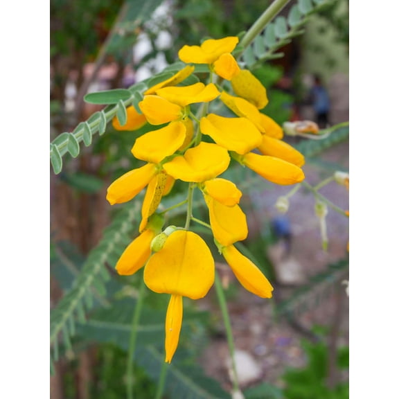 SEED Pack = =10 Seeds = Swamp Pea Seeds- Tropical Plant Seed- Ornamental- Bright Yellow Wildflower -Container Gardening- Sesbania bispinosa- See Descripition