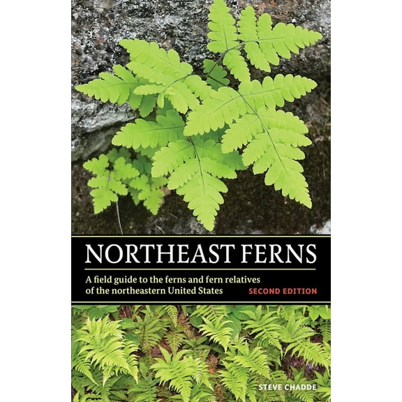 Northeast Ferns: A Field Guide to the Ferns and Fern Relatives of the Northeastern United States, (Paperback)