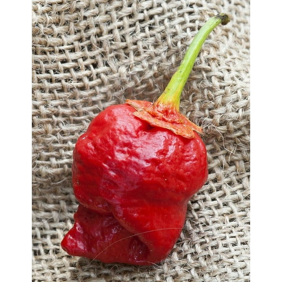 Bubblegum 7 Pot Scorpion Super Hot Pepper Premium Seeds Packet