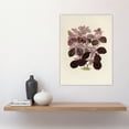 thumbnail image 4 of Joyweed Plant Vintage Botanical Artwork Fawcett Huge Wall Art Print 18X24 In, 4 of 4