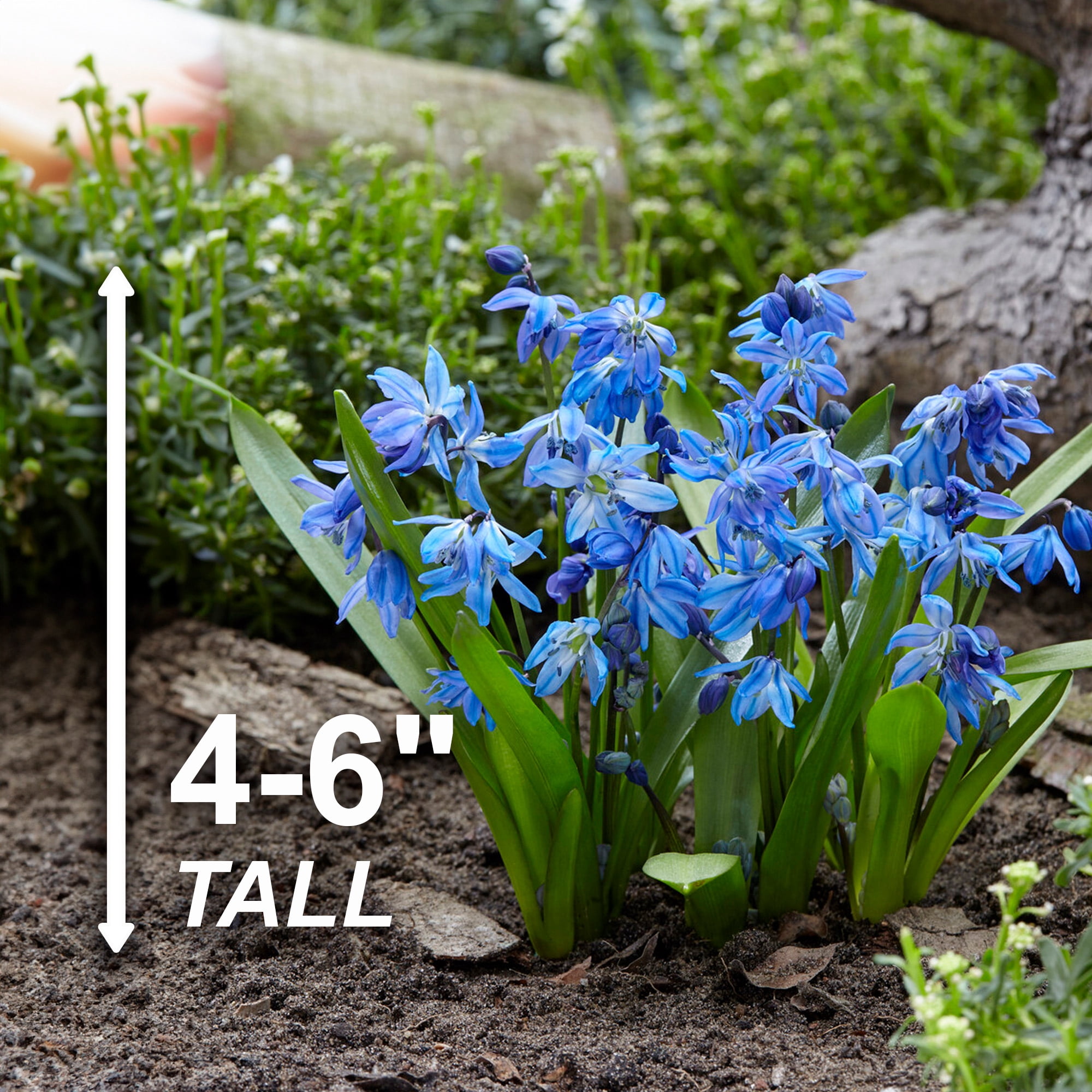 Garden State Bulb Siberian Squill Scilla Flower Bulbs, 7/8cm (Bag of 50)