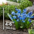 thumbnail image 6 of Garden State Bulb Siberian Squill Scilla Flower Bulbs, 7/8cm (Bag of 50), 6 of 8