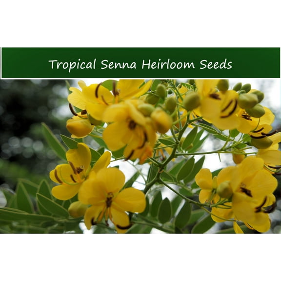 Tropical Seeds - Senna Alexandrina- 10 Seeds -Tropical Ornamental- Multi Use Plant - -Container Gardening-Cassia angustifolia- Serendipity Seeds