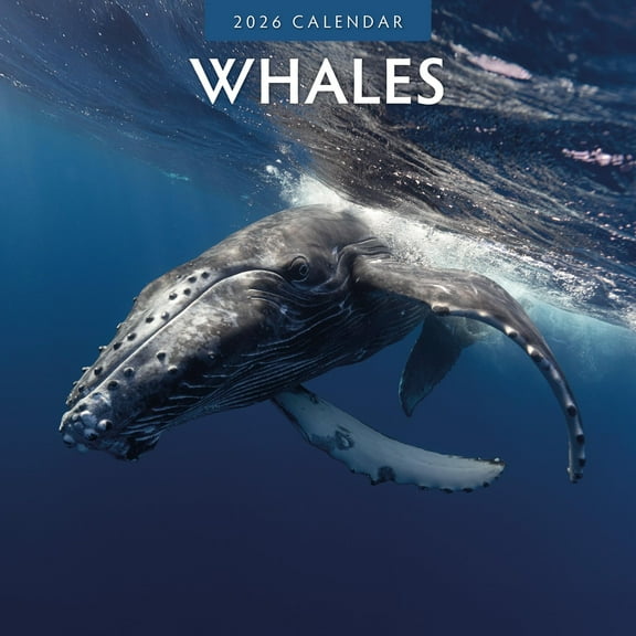 Red Robin 2026 Whales Monthly Wall Calendar | 12" x 24" Open | Premium Thick & Sturdy Paper | Hangable 12 Month Calendar | Lined Notes & To Do Area | Vivid Images | Plastic Free