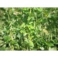 thumbnail image 2 of 50 TENDERGREEN GREEN BEAN Phaseolus Vulgaris Vegetable Seeds, 2 of 3