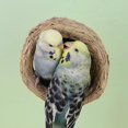 thumbnail image 5 of Climbing Toy for Birds Pet Climbing Decoration Swing Training Perch Parrots Cage Toy Gym Chew Toy Playstand, 5 of 5