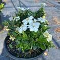 thumbnail image 2 of Kleim's Hardy Gardenia - Gardenia jasminoides 'Kleim's Hardy', 2 of 8