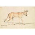 thumbnail image 2 of Charles Hamilton Smith 18x13 Gold Ornate Wood Frame and Double Matted Museum Art Print Titled - Greyhound Dhole (1837), 2 of 4