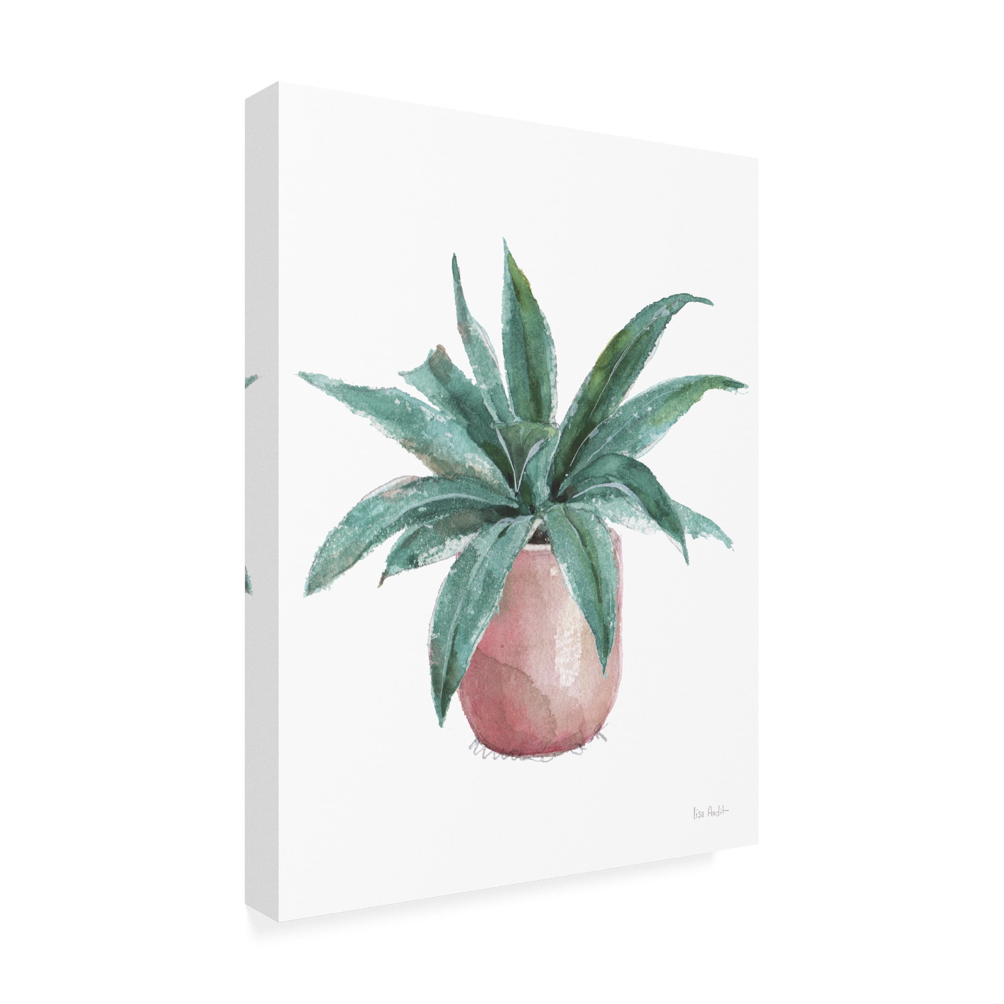 Trademark Fine Art 'Mixed Greens Succulent I' Canvas Art by Lisa Audit