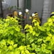 thumbnail image 4 of Termos Molino de Viento de Abeja XWSHYW Decoración de Jardín y patio Tres Pequeños Molinos de Viento, 4 of 6