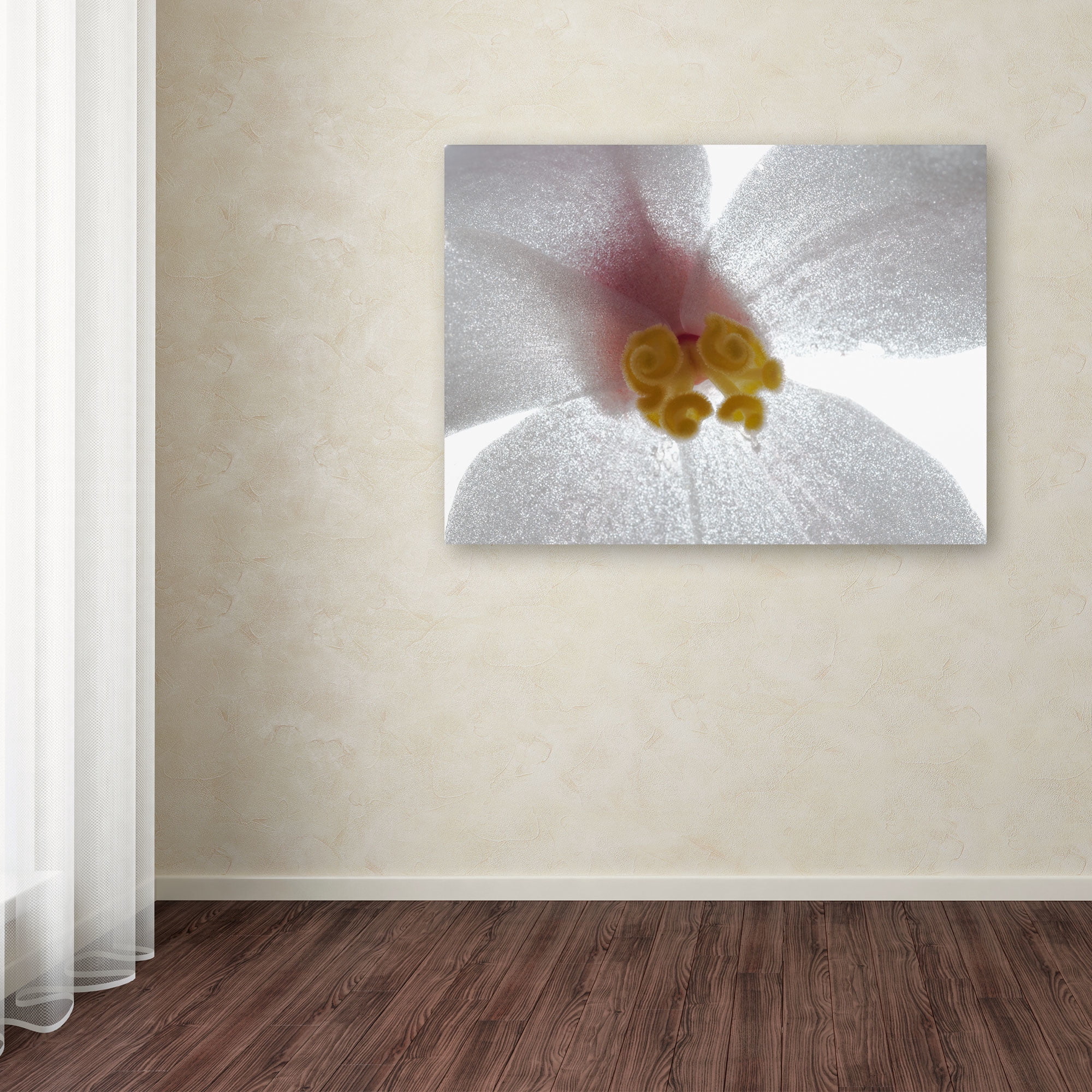 Trademark Fine Art "Escargo Begonia" Canvas Art by Kurt Shaffer