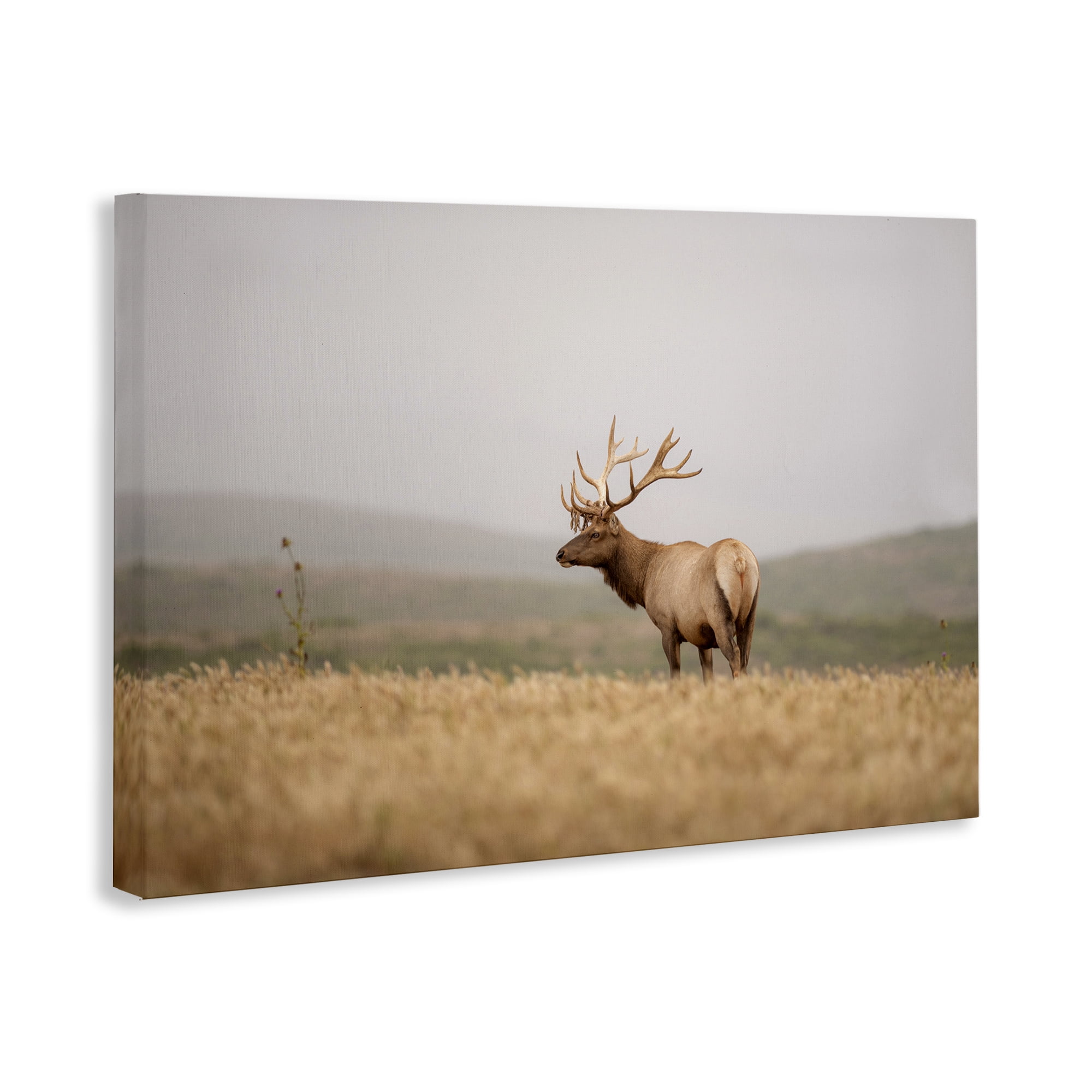 Stupell Industries Tule Elk Photography Landscape & Nature Photography Wrapped Canvas Art Print Wall Art, 24 x 16