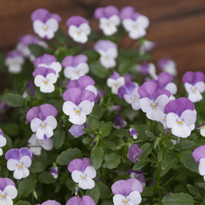 25 Sorbet Pink Wing Viola Seeds