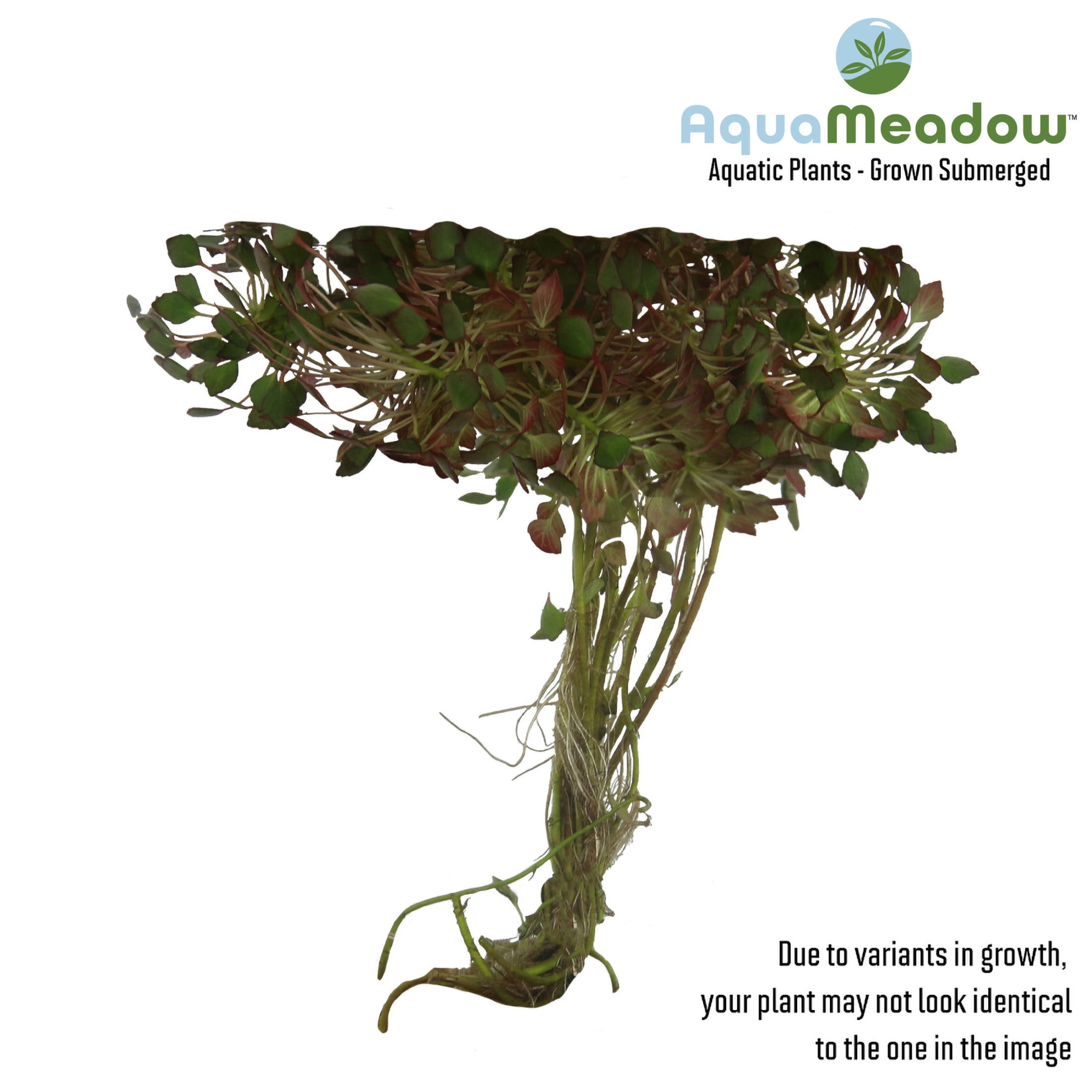 AquaMeadow Mosaic Surface Plant Reg 3pk