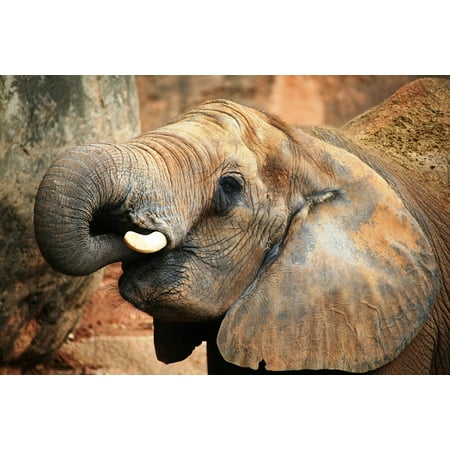 Wilderness Animal - Canvas Print Wilderness Jungle Africa Safari Animal Nature Zoo Stretched Canvas 10 x 14