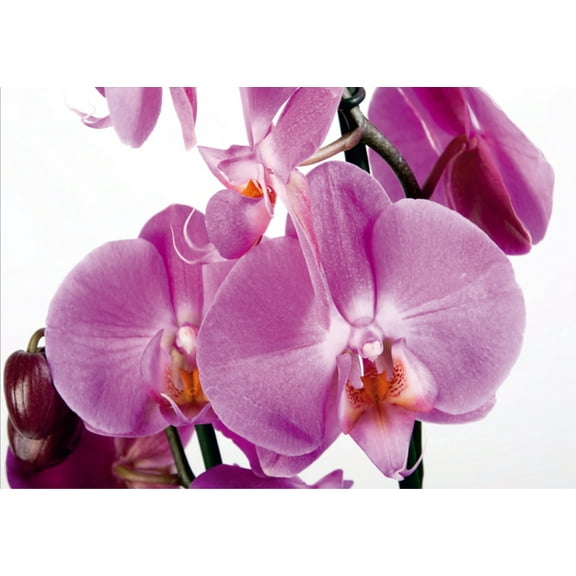 Dundee Deco's Modern White Pink Pink Orchids Wall Mural, 142 in X 106 in (108 sq ft.)