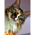 thumbnail image 3 of Evershine - Kit de bordado de diamantes con diseño de gato 5D, para manualidades, con diseño completo de animales, para punto de cruz, diseño de mosaico de diamantes de imitación, para decoración del, 3 of 5