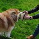 thumbnail image 4 of Almohadilla para masticar de yute duradera con 3 asas, juguete de entrenamiento de tracción para perros medianos y grandes JM, 4 of 5