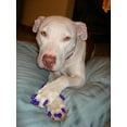 thumbnail image 4 of Pretty Claws Blackberry Glitter Nail Caps for Dogs - X-Small Size - 60 Pack ~ Stylish, 4 of 4
