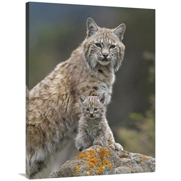 30 x 40 in. Bobcat Mother & Kitten, North America Art Print - Tim Fitzharris