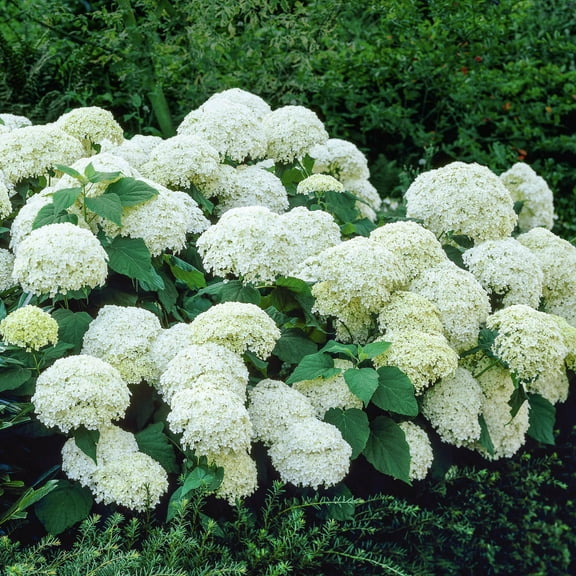 Direct Gardening Annabelle Hydrangea Dormant Bare Root White Flowering Starter Shrub