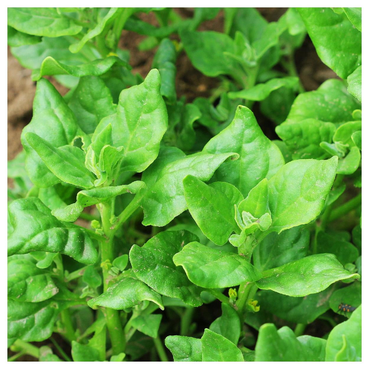 Everwilde Farms - 1 lb New Zealand Spinach Seeds - Gold Vault Bulk Seed Packet