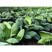 Cabbage Seeds - Bok Choy Organic