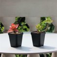 thumbnail image 2 of 10Pcs Square Nursery Succulent Pots,2.76x3.15In Flexible Plastic Seedling Pots,Black Plastic Plant Nursery Pots for Indoor,Outdoor Planting Flowers, 2 of 6