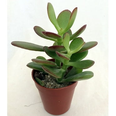 Jade Plant - Crassula ovuta - 2" Pot