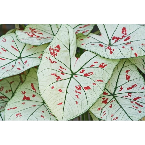 2 Cranberry Star Caladium Roots for Planting - Perennial, Fancy (2 Bulbs)