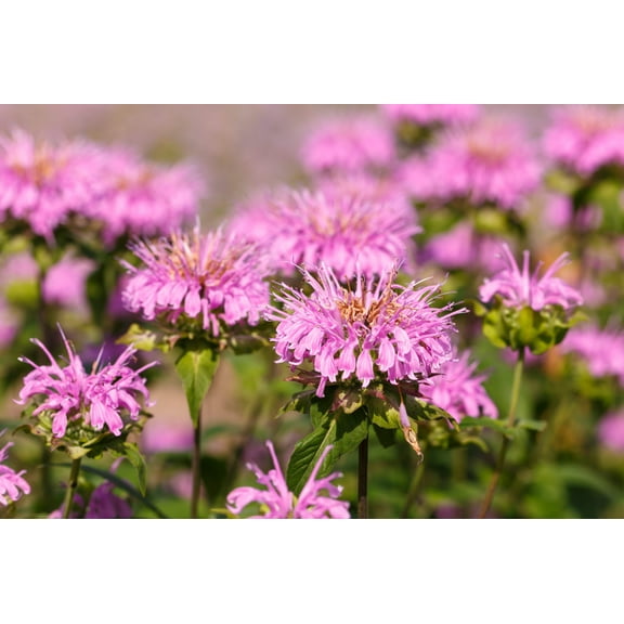 20 Dwarf PINK BEE BALM Monarda Bradburiana Eastern Beebalm Herb Flower Seeds