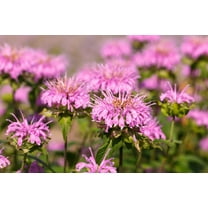 20 Dwarf PINK BEE BALM Monarda Bradburiana Eastern Beebalm Herb Flower Seeds