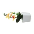thumbnail image 5 of Stunning Potted Butterfly Orchid Flowers for Home and Office 26x10x10cm, 5 of 6
