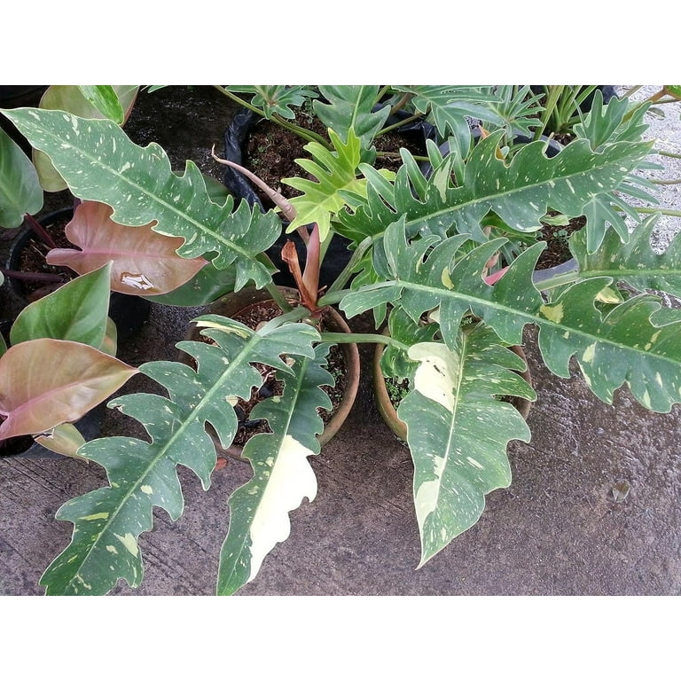 Philodendron Ring of Fire - Live Plant in a 4 Inch Pot - Philodendron  Wendlandii x P. Tortum - Rare Indoor Houseplant - A Kaleidoscope of Colors  - Walmart.com