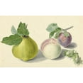 thumbnail image 3 of Elisabeth Geertruida van de Kasteele 24x17 Black Modern Framed Museum Art Print Titled - A Pear, Peach, Plum and Nuts, After Michiel Van Huysum (1818 - 1853), 3 of 5
