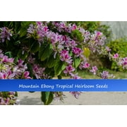 Tropical Seeds -Purple Orchid - Mountain Ebony-10 Seeds-- - Bauhinia Variegata