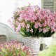 thumbnail image 4 of 20 Bundles Artificial Daffodils Flowers for Wedding Bridal Bouquet Indoor Outdoor Home Garden (pink), 4 of 4